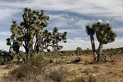 Shrubs, succulents like Yucca decipiens, and small grasses coexisting in the semi-arid desert of Zacatecas. Part of the Chihuahuan Desert.