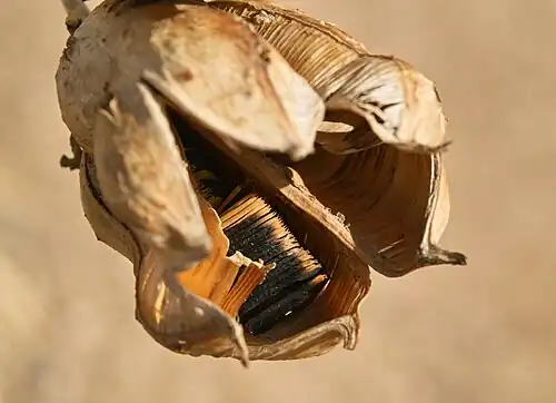 The dry capsule of soaptree yucca (Yucca elata), open with the flat black seeds inside