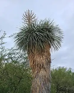 Yucca rostrata (beaked yucca)