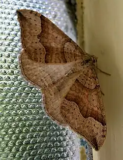 Specimen. Brown moth with dark patches on wings.