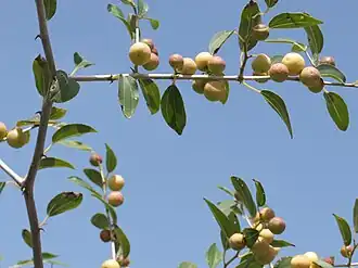 Fruit, in Israel