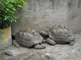 Aldabra giant tortoise
