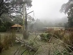 Nyalas and ostriches