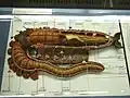 Model of Arenicola marina in a zoological exhibition at National Museum (Prague)