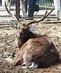 Red deer