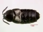 Aleochara lata