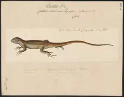 An illustration of Calotes chilensis from 1700-1880
