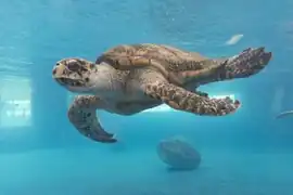 Turtle in one of the aquariums.